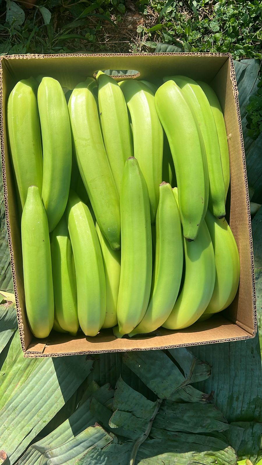 Fresh green plantains packed in a cardboard carton